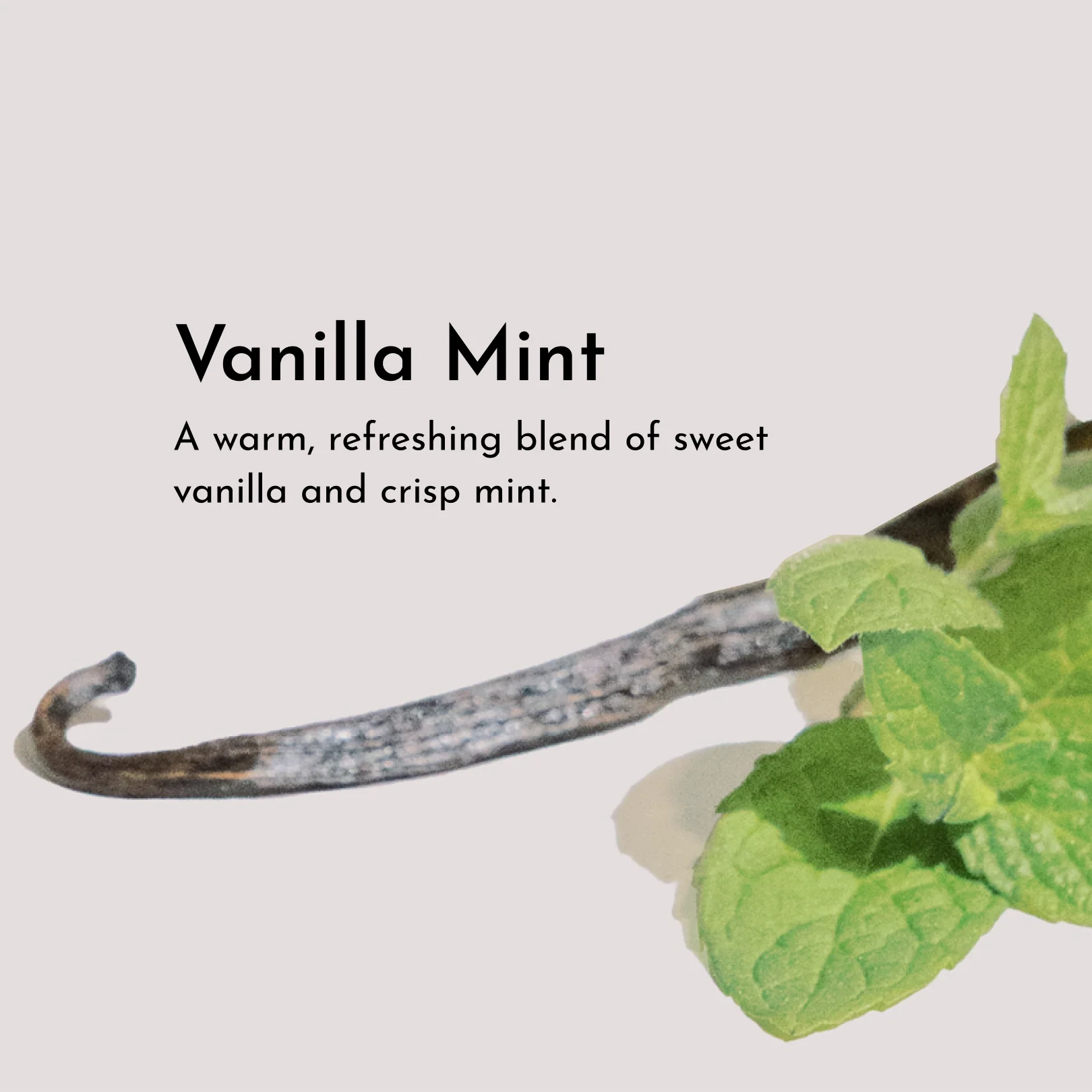 Vanilla Mint Body Lotion - 8oz - Image 8